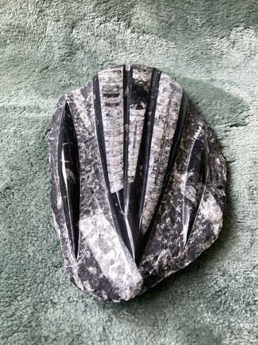 Orthoceras polished fossil - orthoceras,