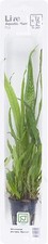 Java fern microsorum pteropus - microsorum,
