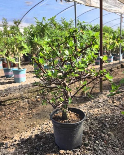 Rare live house plant bursera - rare,