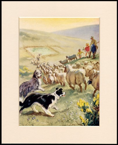 Bearded collie border - bearded,