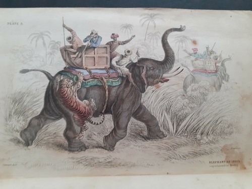 Elephant india caparisoned - india,