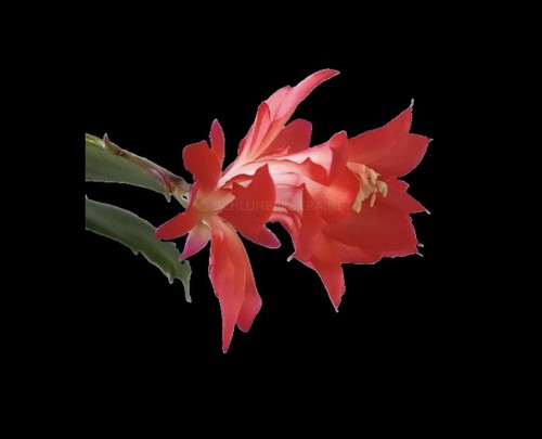 Schlumbergera konpeitou fire - konpeitou,