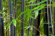 Phyllostachys Nigra 20 Seeds