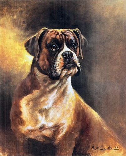 Boxer dog mick cawston - boxer,