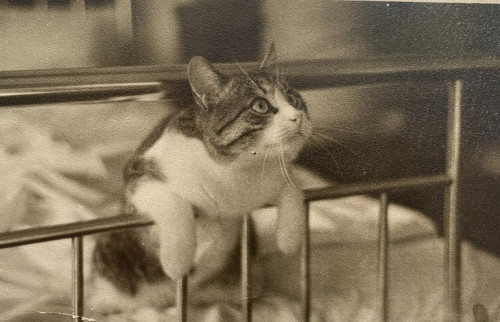Snapshot beautiful cat kitten - snapshot,