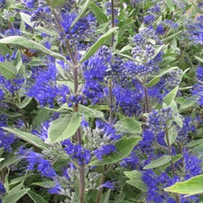 Caryopteris Dark Knight - 1