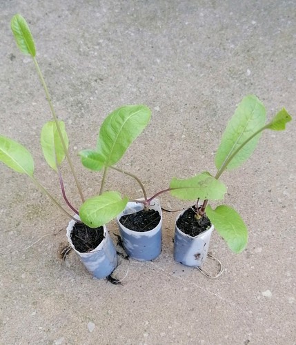 Horseradish plug plant - horseradish, x