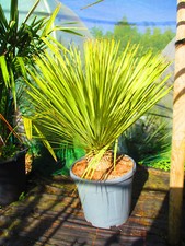 Hardy Beaked Yucca - Yucca rostrata - 5inch TRUNK - 40inch inc. pot , 25litre