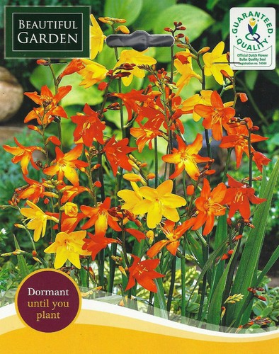 Crocosmia mixed gardening - crocosmia,