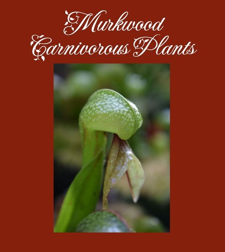 Darlingtonia californica cobra - californica,