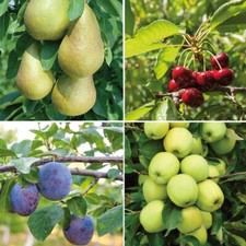 T&M Mini Fruit Tree Patio Potted Garden Plants Apple Pear Plum Cherry 9cm Pots