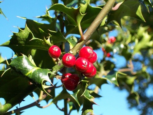 Potted holly ilex aquifolium - potted,