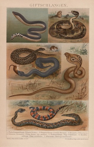 Snakes venomous cobra - snakes,