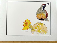 June Jurcak GAMBEL QUAIL ON