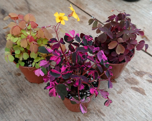 Oxalis trio pink - trio, |