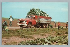 Cabbage Harvest—Rio Grande