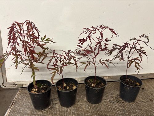Japanese maples acer - maples, (acer