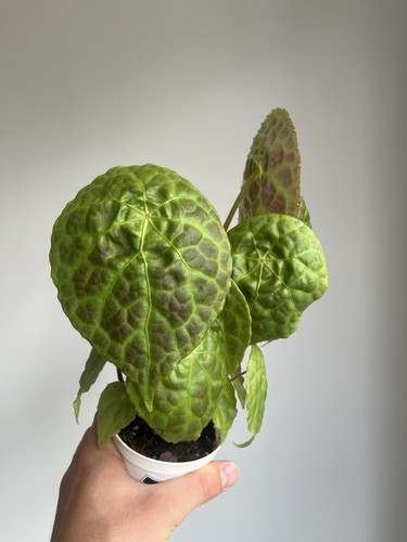 Begonia phuthoensis