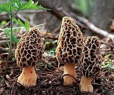 Black morel mushroom gr - black, 20