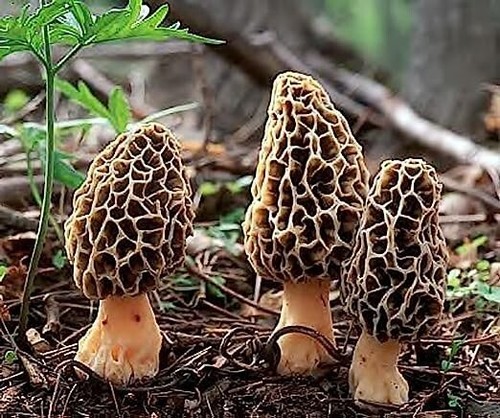 Black morel mushroom gr - morel,