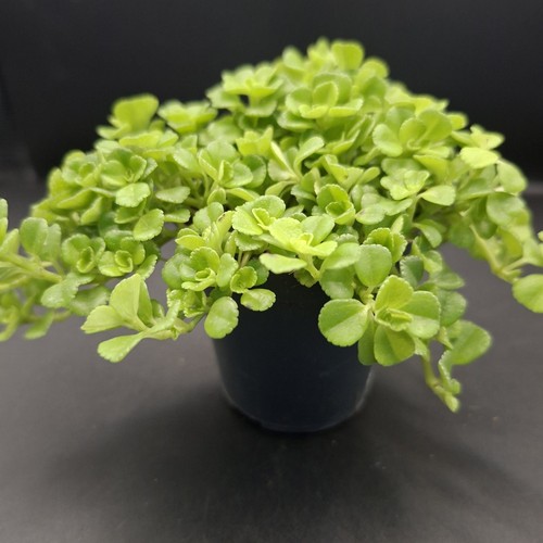 Pilea depressa baby tears - pilea,