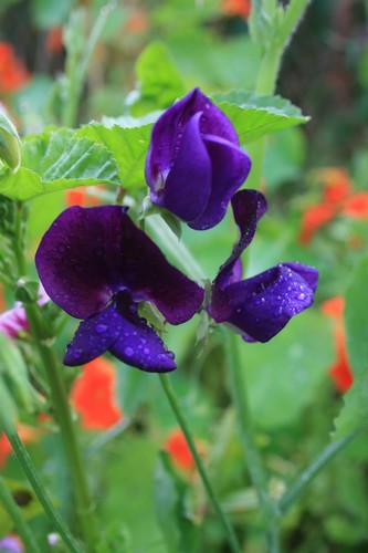 Flower sweet pea old - sweet,