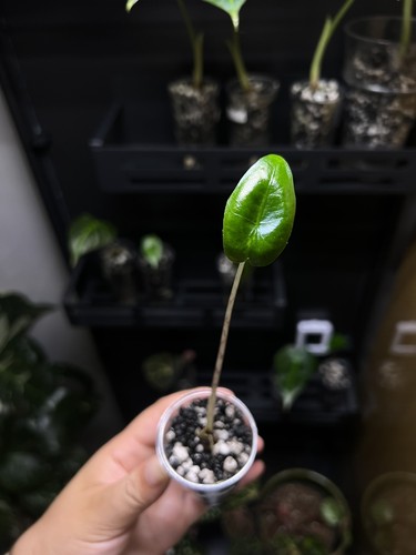 Alocasia zebrina juvenile - alocasia,