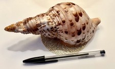Triton Trumpet Shell Charonia