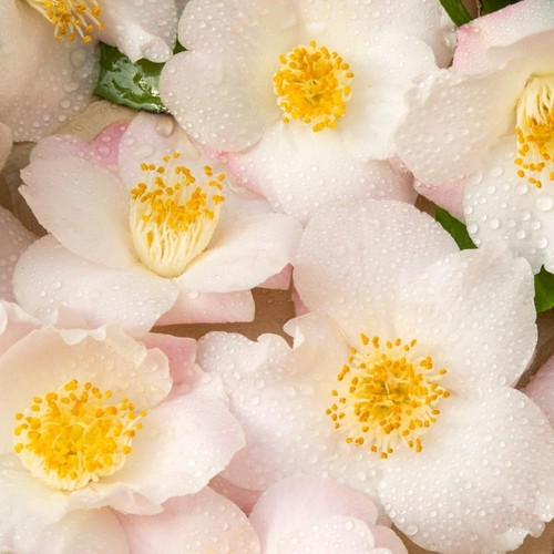 Camellia winter perfume pearl - camellia,