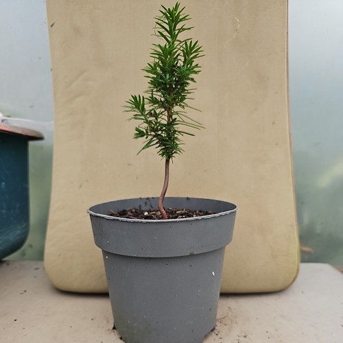 English yew conifer - english,
