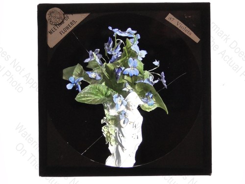 Violets meeting flowers - meeting,