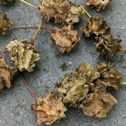 100x knopper oak galls - galls, bundle