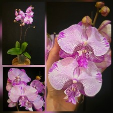 Rare Phalaenopsis Pink