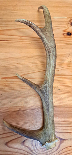 Single natural deer antler - single,