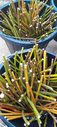 Willow cuttings mixed - 50, x