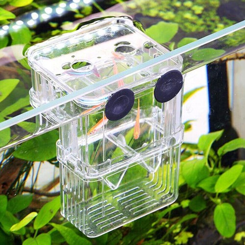 New aquarium fish breeding box - breeding,