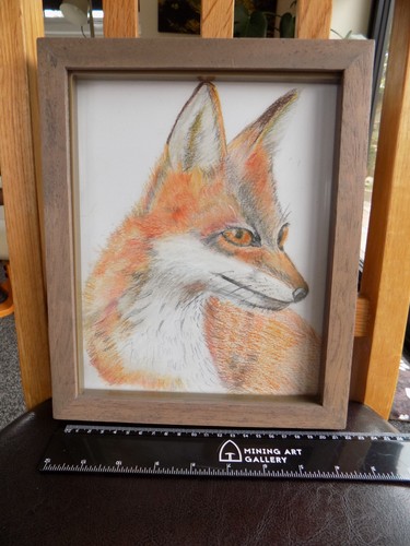 Urban fox - urban,