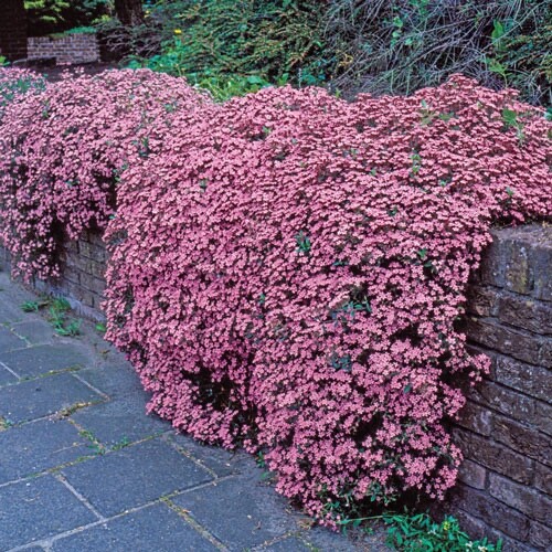 Saponaria soapwort tumbling - x3,