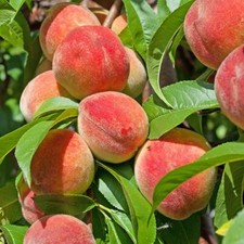 5 x peach tree seeds