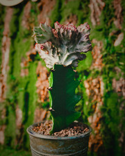 Euphorbia lactea 'Cristata' Coral Cactus live indoor plant