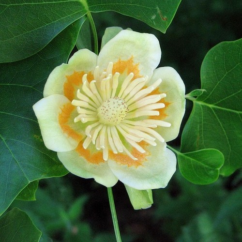 Photo 6x4 tulip - photo,