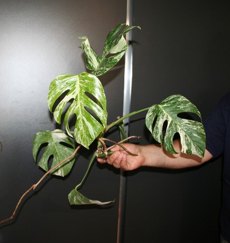 Monstera deliciosa albo - monstera,