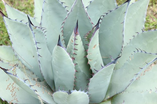 Agave durangensis - agave,