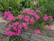 3 x 'Crackerjack' dwarf