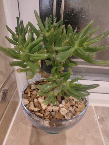 Flowers gollum jade indoor - gollum,