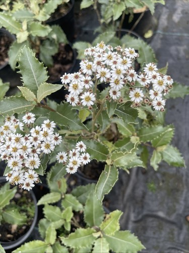 Olearia macrodonta litre - olearia,