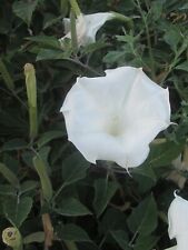DATURA SINGLE WHITE - ANGELS TRUMPETS - 25 SEEDS BUY 1 GET 1 FREE
