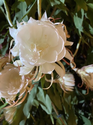 Epiphyllum orchid queen of - orchid,