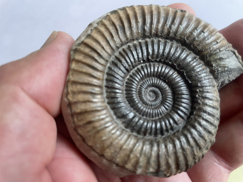 Dactylioceras