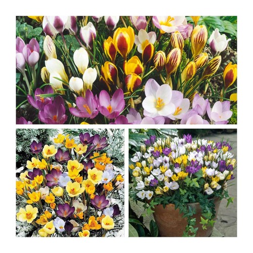 Vibrant crocus spring - vibrant,